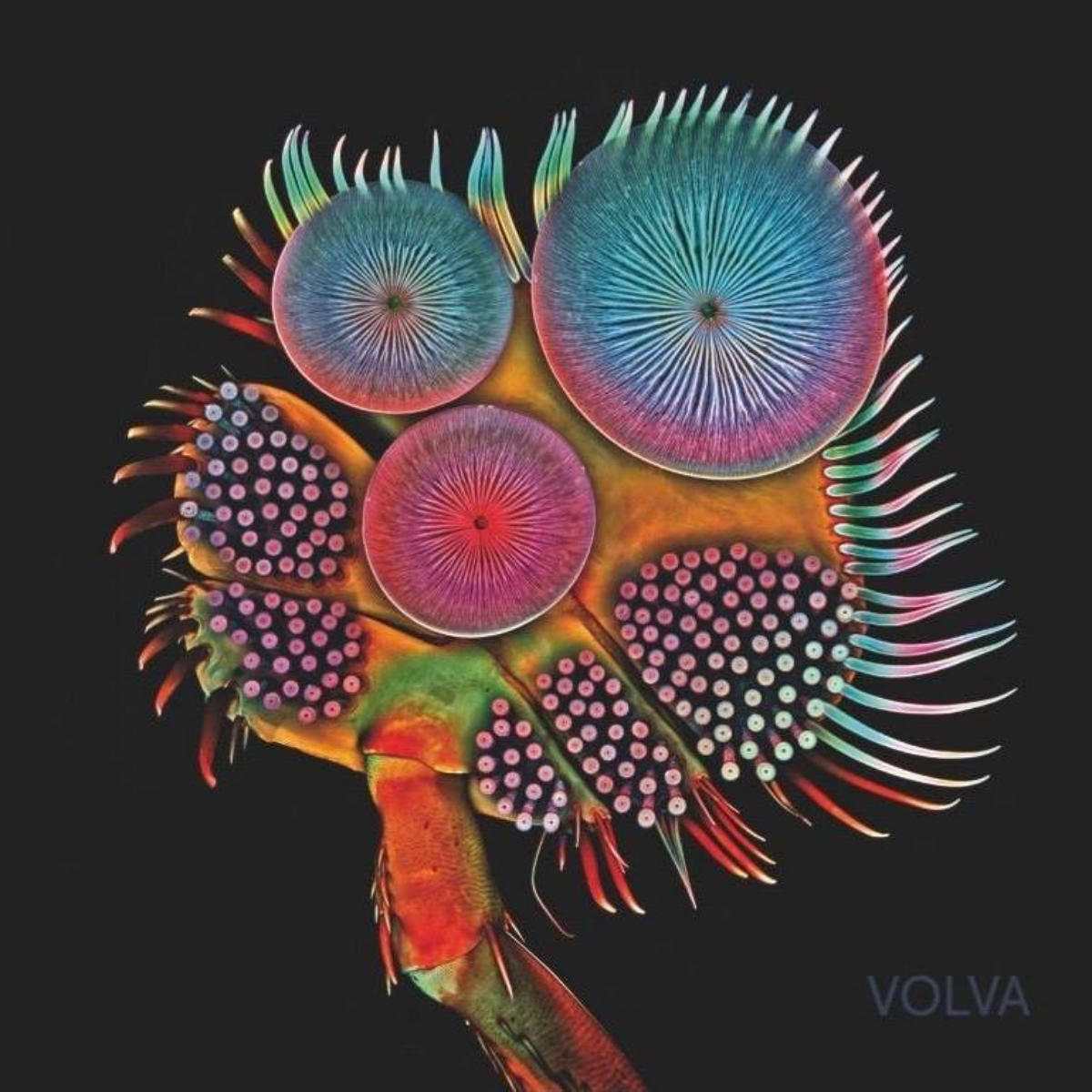 Echolot - Volva
