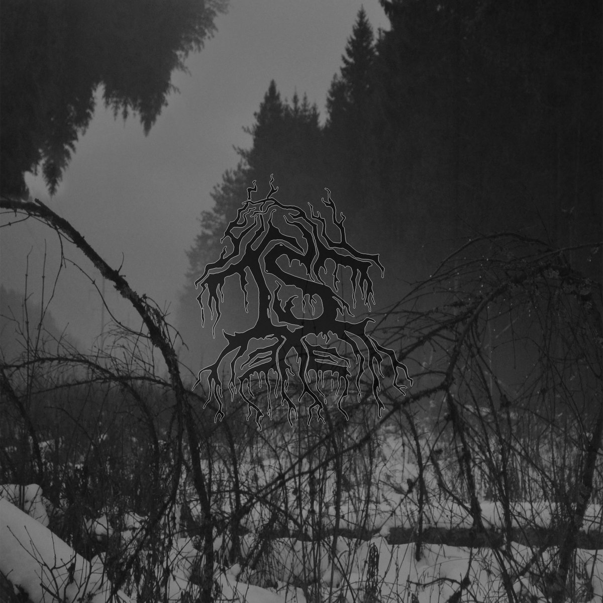 Woods of desolation. Атмосферик Black Metal. Atmospheric Black Metal лес. Путь группа atmospheric Black Metal. Atmospheric Black Metal альбомы.