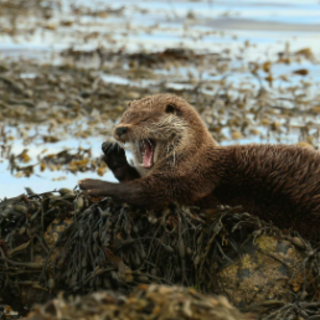 Otter